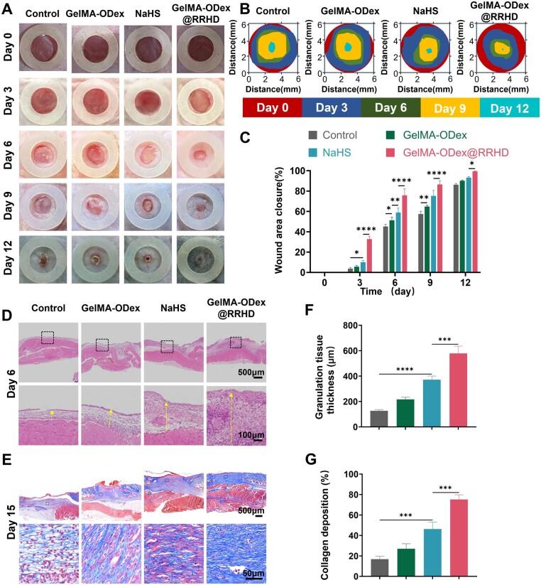 https://cdn.ncbi.nlm.nih.gov/pmc/blobs/a5fe/11703554/467eef56eba9/rbae134f5.jpg