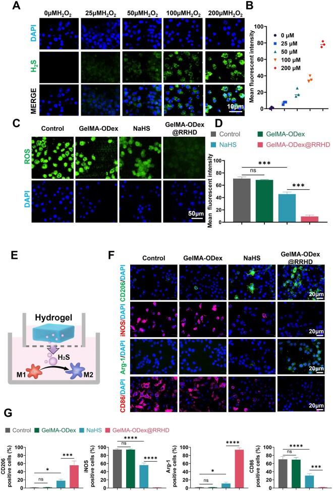 https://cdn.ncbi.nlm.nih.gov/pmc/blobs/a5fe/11703554/4819440c0726/rbae134f3.jpg
