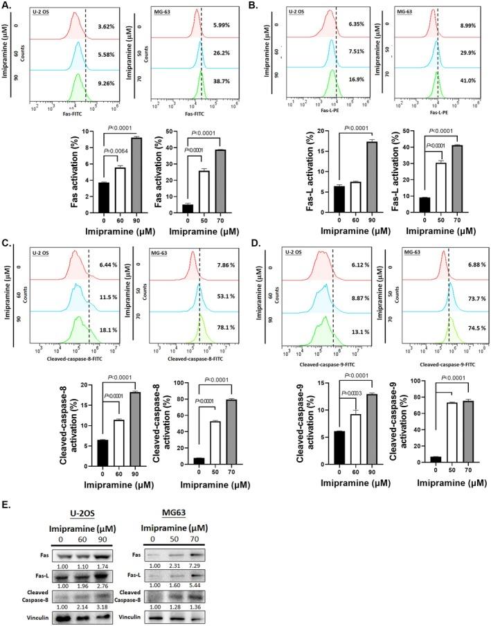 https://cdn.ncbi.nlm.nih.gov/pmc/blobs/a5ff/12401140/198a6604d026/JCMM-29-e70761-g003.jpg