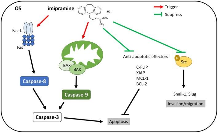https://cdn.ncbi.nlm.nih.gov/pmc/blobs/a5ff/12401140/33a11a328cf4/JCMM-29-e70761-g002.jpg