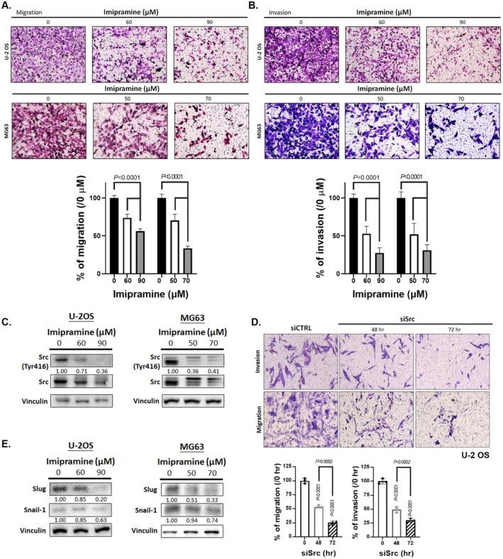 https://cdn.ncbi.nlm.nih.gov/pmc/blobs/a5ff/12401140/74d3000c0f89/JCMM-29-e70761-g005.jpg
