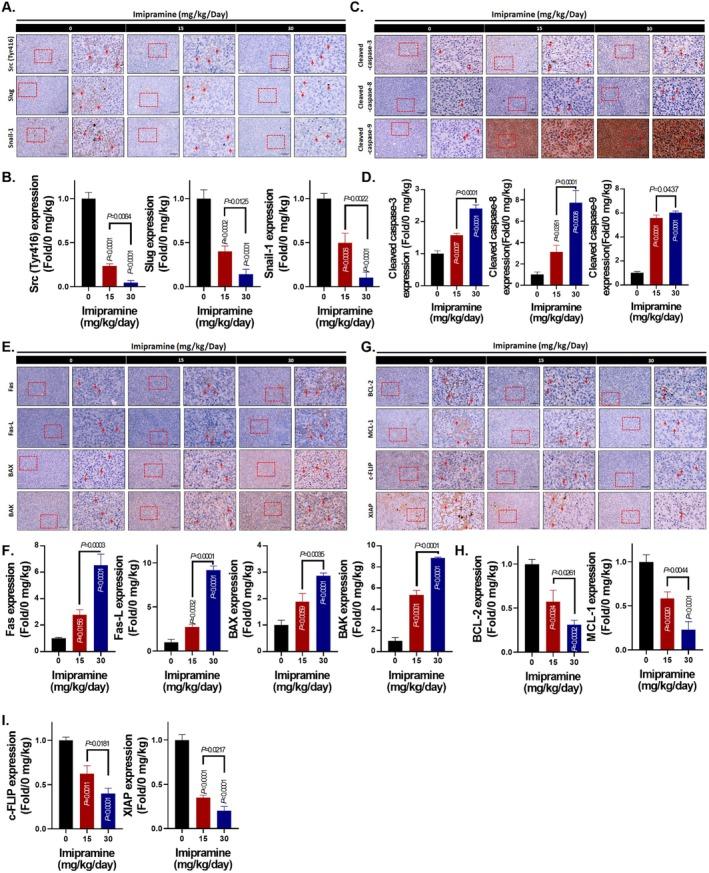 https://cdn.ncbi.nlm.nih.gov/pmc/blobs/a5ff/12401140/a4be4bd34b43/JCMM-29-e70761-g006.jpg