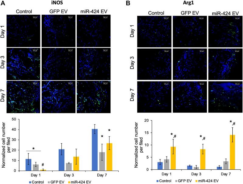 https://cdn.ncbi.nlm.nih.gov/pmc/blobs/a600/9945088/03df203f3055/fcell-11-1127594-g006.jpg