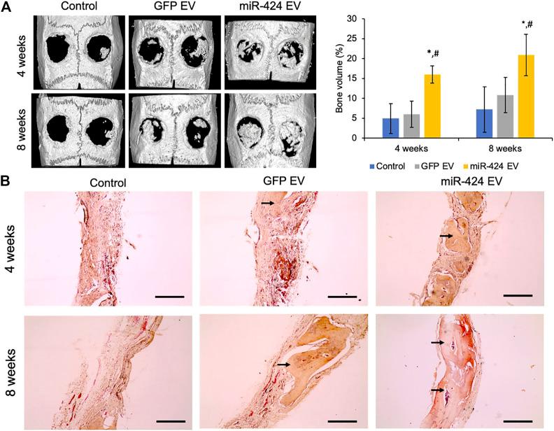 https://cdn.ncbi.nlm.nih.gov/pmc/blobs/a600/9945088/38ccec61944d/fcell-11-1127594-g007.jpg