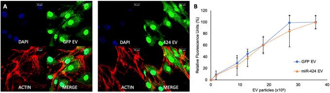 https://cdn.ncbi.nlm.nih.gov/pmc/blobs/a600/9945088/545703361327/fcell-11-1127594-g002.jpg