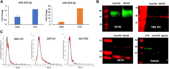 https://cdn.ncbi.nlm.nih.gov/pmc/blobs/a600/9945088/cc9bb0adc617/fcell-11-1127594-g001.jpg