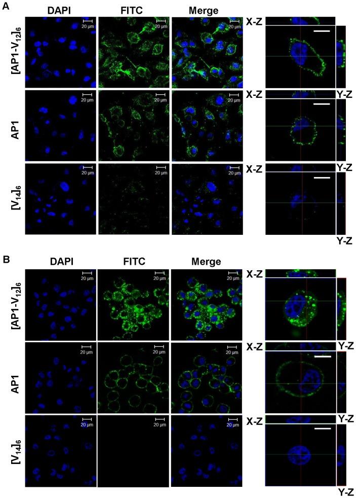 https://cdn.ncbi.nlm.nih.gov/pmc/blobs/a601/3858272/c63cfc5406b8/pone.0081891.g004.jpg