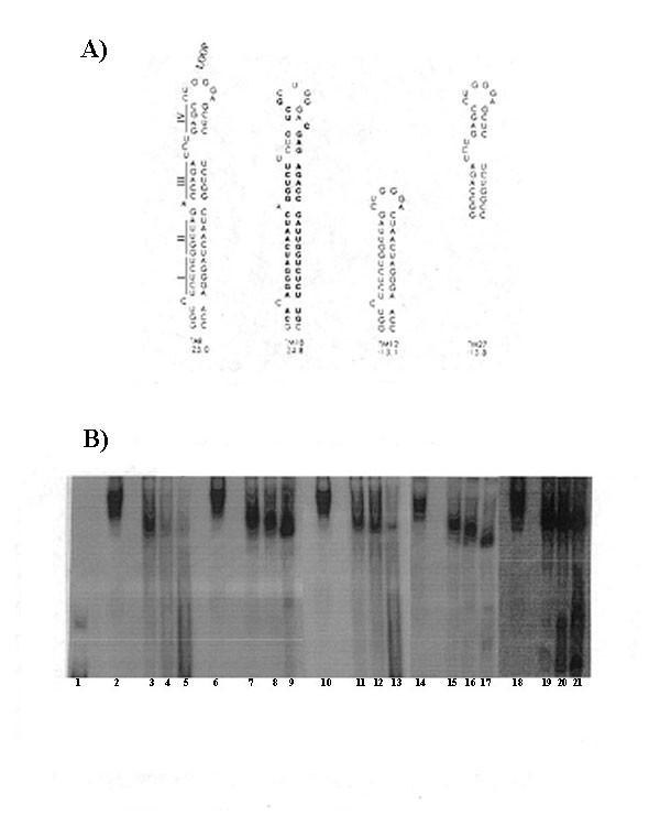 https://cdn.ncbi.nlm.nih.gov/pmc/blobs/a603/1910605/4e726febe1fb/1742-4690-4-41-1.jpg
