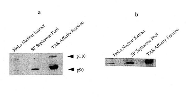 https://cdn.ncbi.nlm.nih.gov/pmc/blobs/a603/1910605/6158d408e476/1742-4690-4-41-2.jpg
