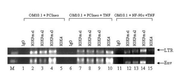 https://cdn.ncbi.nlm.nih.gov/pmc/blobs/a603/1910605/7a0f4601b29e/1742-4690-4-41-6.jpg
