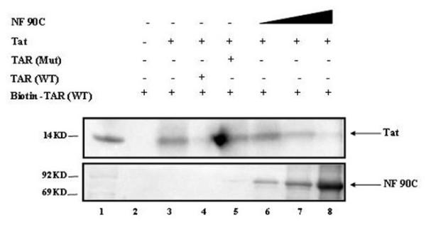 https://cdn.ncbi.nlm.nih.gov/pmc/blobs/a603/1910605/e82027831e30/1742-4690-4-41-5.jpg