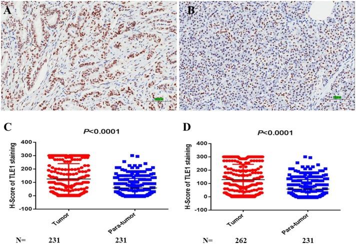 https://cdn.ncbi.nlm.nih.gov/pmc/blobs/a606/7214815/c10f74289485/fonc-10-00576-g0005.jpg