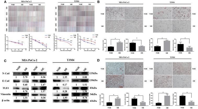 https://cdn.ncbi.nlm.nih.gov/pmc/blobs/a606/7214815/d8e727d8d0d8/fonc-10-00576-g0002.jpg