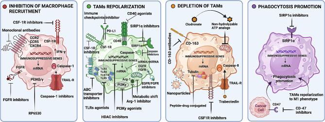 https://cdn.ncbi.nlm.nih.gov/pmc/blobs/a60c/11167803/ed862791937a/13045_2024_1559_Fig5_HTML.jpg