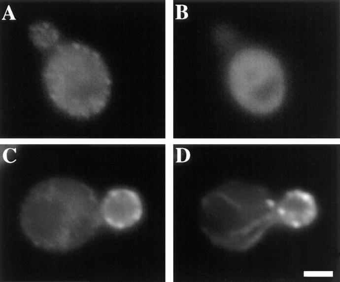 https://cdn.ncbi.nlm.nih.gov/pmc/blobs/a60c/2132798/2c3ce5bfebf4/JCB14691.f7.jpg