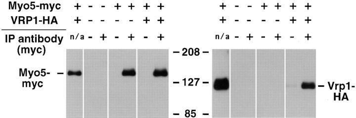 https://cdn.ncbi.nlm.nih.gov/pmc/blobs/a60c/2132798/5638cb2ce5a9/JCB14691.f11.jpg