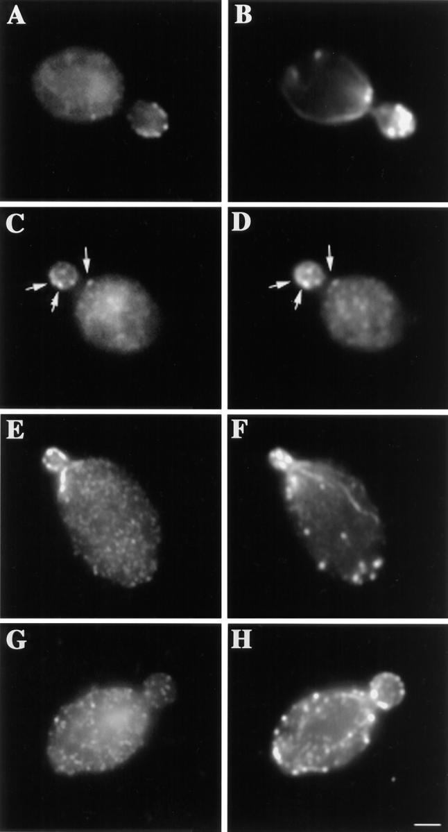 https://cdn.ncbi.nlm.nih.gov/pmc/blobs/a60c/2132798/6540baa82f04/JCB14691.f10.jpg