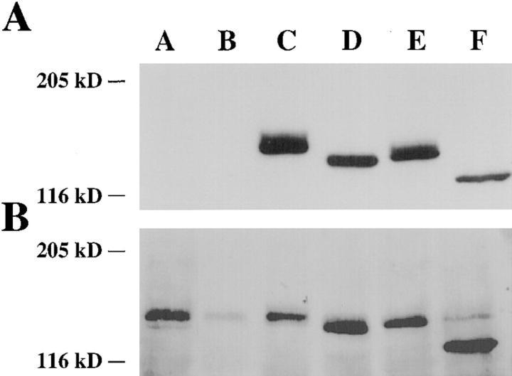 https://cdn.ncbi.nlm.nih.gov/pmc/blobs/a60c/2132798/67306d389743/JCB14691.f2.jpg