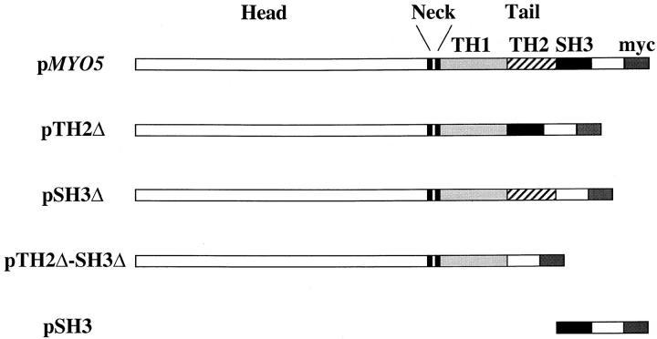 https://cdn.ncbi.nlm.nih.gov/pmc/blobs/a60c/2132798/7c643f530781/JCB14691.f1.jpg