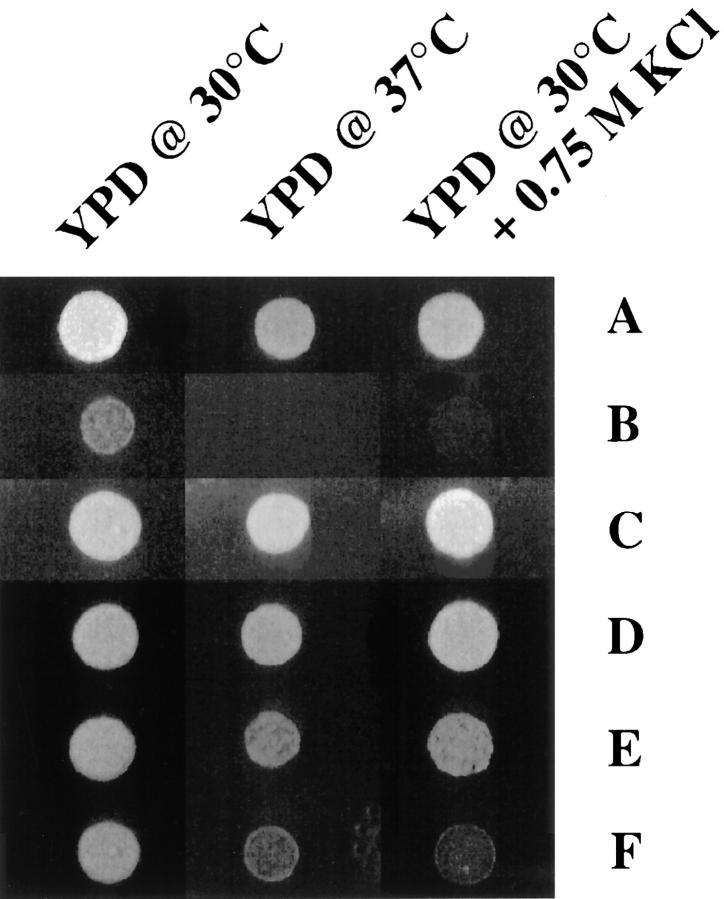 https://cdn.ncbi.nlm.nih.gov/pmc/blobs/a60c/2132798/908c215a6a78/JCB14691.f3.jpg
