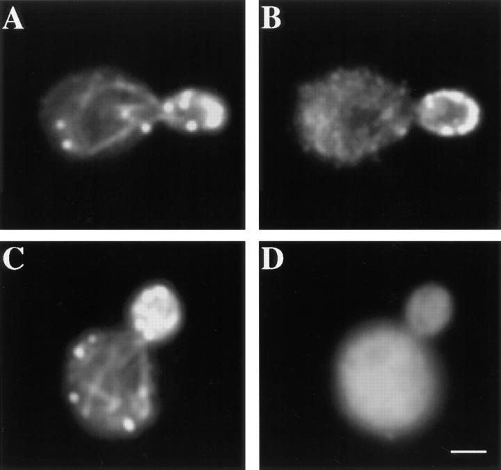 https://cdn.ncbi.nlm.nih.gov/pmc/blobs/a60c/2132798/cafd41dbced6/JCB14691.f9.jpg