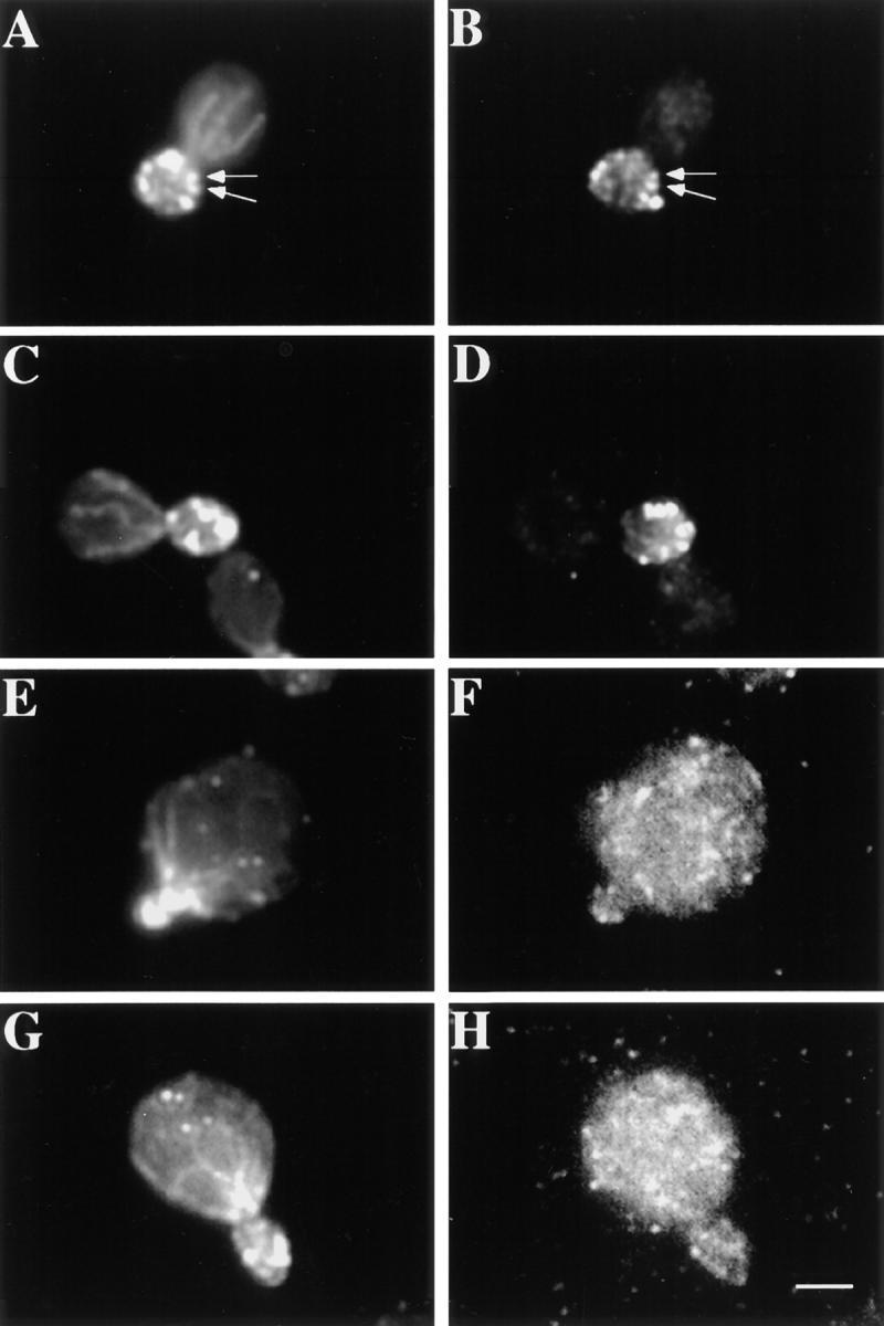 https://cdn.ncbi.nlm.nih.gov/pmc/blobs/a60c/2132798/fca249737f6a/JCB14691.f8.jpg