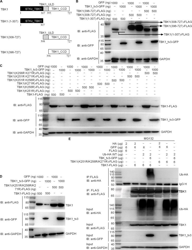 https://cdn.ncbi.nlm.nih.gov/pmc/blobs/a60e/7554342/1e97620e4151/fimmu-11-580864-g007.jpg