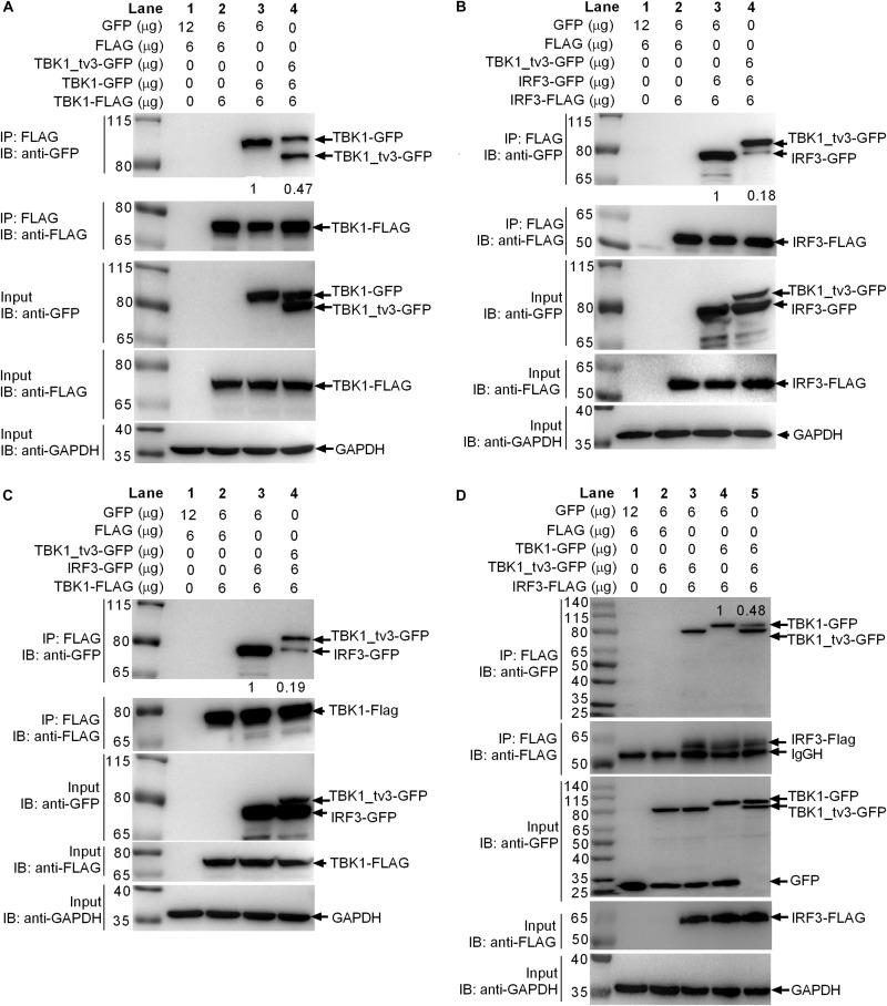 https://cdn.ncbi.nlm.nih.gov/pmc/blobs/a60e/7554342/9555d70696bc/fimmu-11-580864-g004.jpg