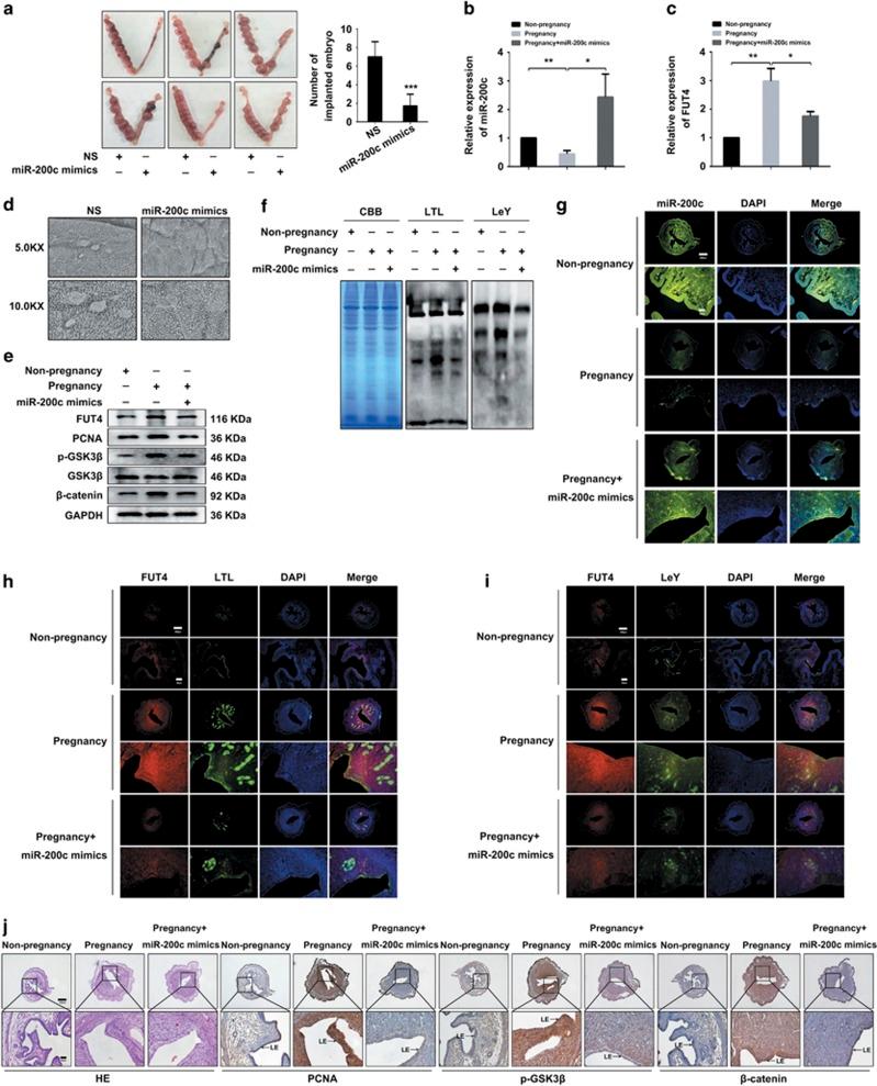 https://cdn.ncbi.nlm.nih.gov/pmc/blobs/a616/5686352/6d0cf84c603b/cdd2017136f6.jpg