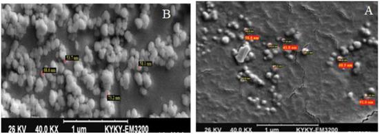 https://cdn.ncbi.nlm.nih.gov/pmc/blobs/a617/9404381/4c4ea4c2651e/fmed-09-940332-g0006.jpg