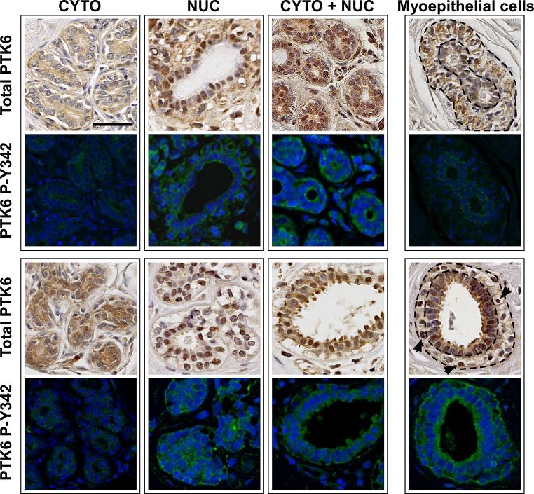 https://cdn.ncbi.nlm.nih.gov/pmc/blobs/a618/4171611/9da6a209546b/oncotarget-05-6038-g002.jpg