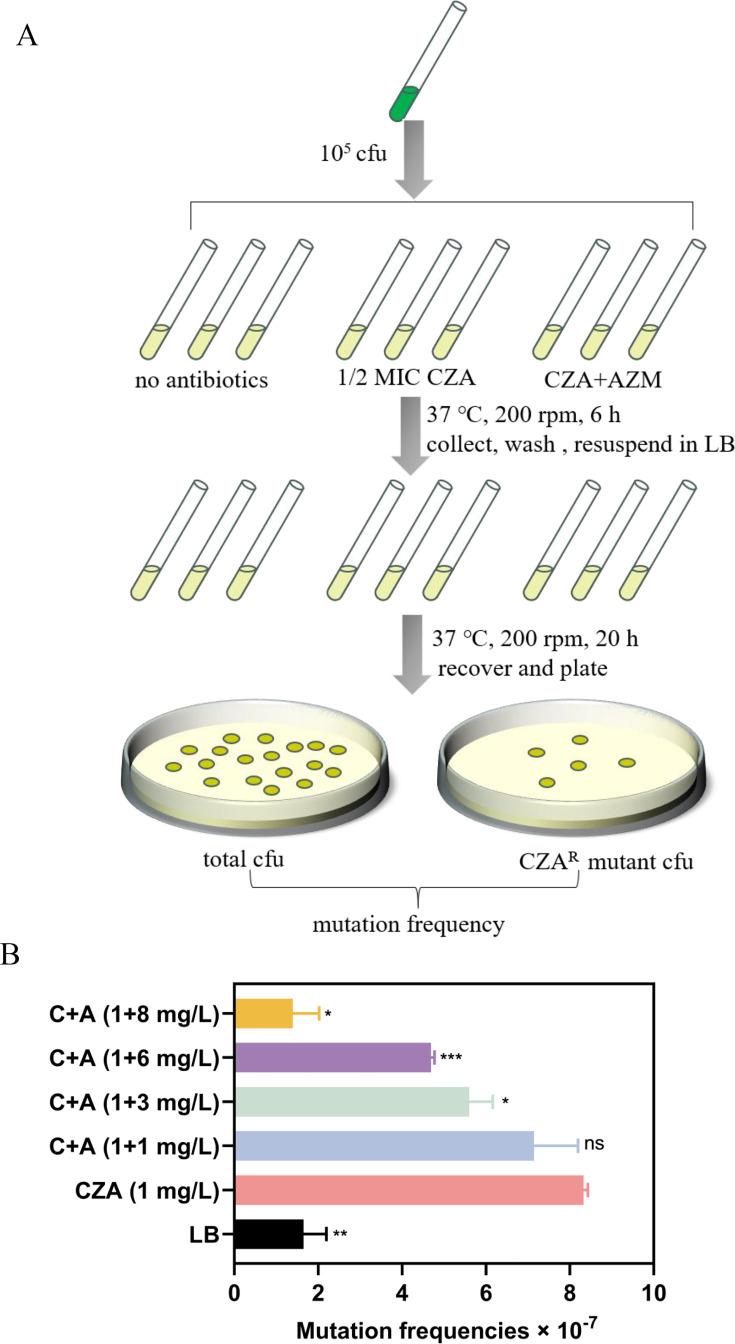 https://cdn.ncbi.nlm.nih.gov/pmc/blobs/a619/12096824/75790d2a398e/jb.00552-24.f002.jpg
