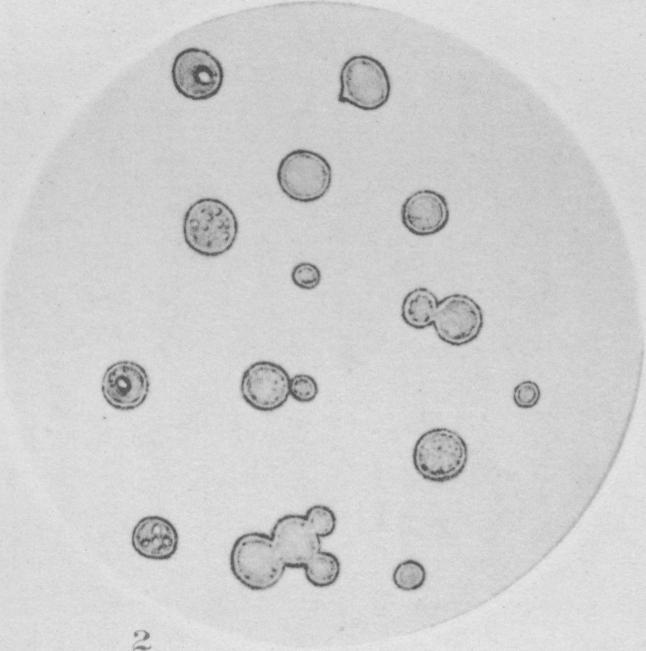 https://cdn.ncbi.nlm.nih.gov/pmc/blobs/a61c/2105997/6af46bb2fd70/jmedres00126-0054-b.jpg