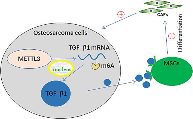 https://cdn.ncbi.nlm.nih.gov/pmc/blobs/a623/11875831/2ee3a04fc838/gr6.jpg