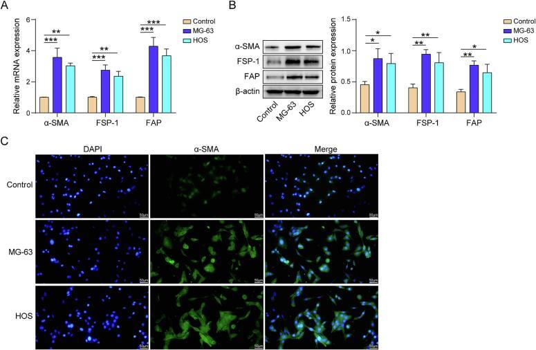 https://cdn.ncbi.nlm.nih.gov/pmc/blobs/a623/11875831/c5871e88a087/gr1.jpg