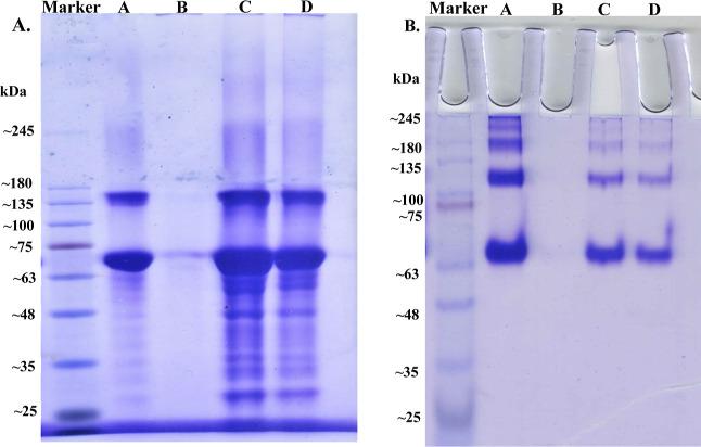 https://cdn.ncbi.nlm.nih.gov/pmc/blobs/a626/10233659/8fb1d52b199d/ao3c00738_0005.jpg
