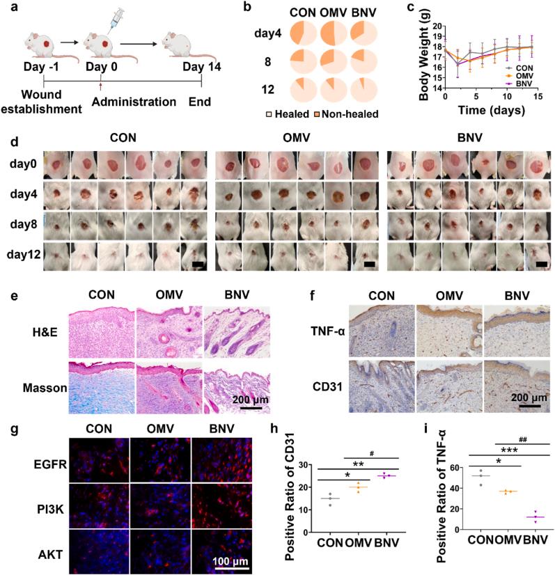 https://cdn.ncbi.nlm.nih.gov/pmc/blobs/a627/10904884/1a000cb2d61b/gr4.jpg