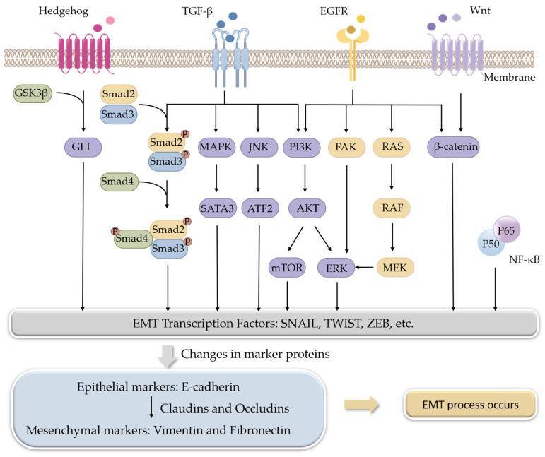 https://cdn.ncbi.nlm.nih.gov/pmc/blobs/a628/10343761/0167b61293b3/molecules-28-05069-g001.jpg