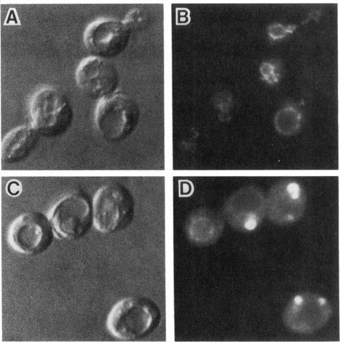 https://cdn.ncbi.nlm.nih.gov/pmc/blobs/a628/275707/14af8fda2ec3/mbc00070-0095-a.jpg