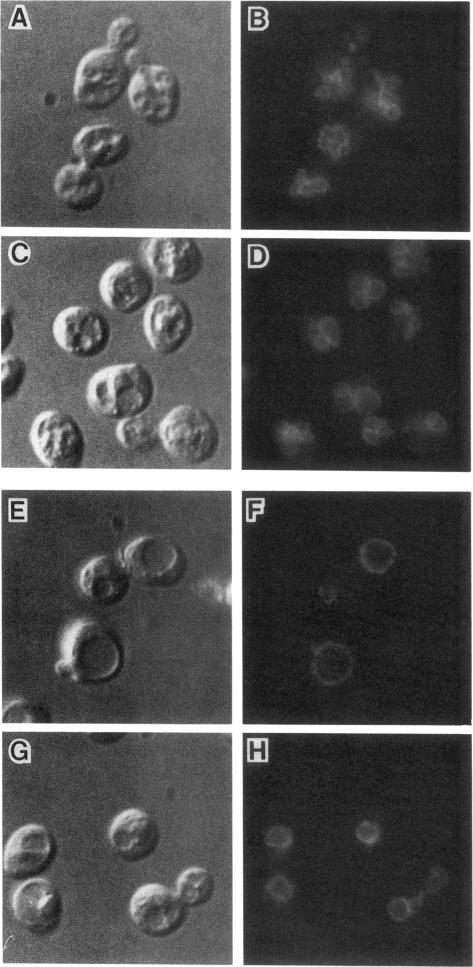 https://cdn.ncbi.nlm.nih.gov/pmc/blobs/a628/275707/7677c52c359c/mbc00070-0092-a.jpg