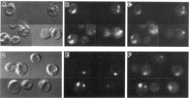 https://cdn.ncbi.nlm.nih.gov/pmc/blobs/a628/275707/99775ef04e51/mbc00070-0096-a.jpg