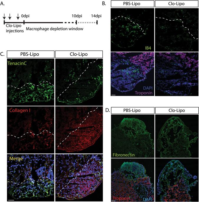 https://cdn.ncbi.nlm.nih.gov/pmc/blobs/a62a/5677961/6e5053b6f67e/41536_2017_27_Fig2_HTML.jpg