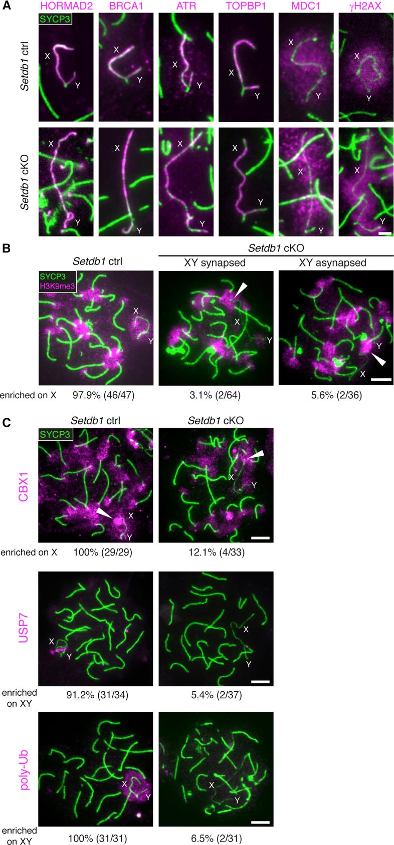 https://cdn.ncbi.nlm.nih.gov/pmc/blobs/a62a/6286383/1ee037352fd3/gr3.jpg
