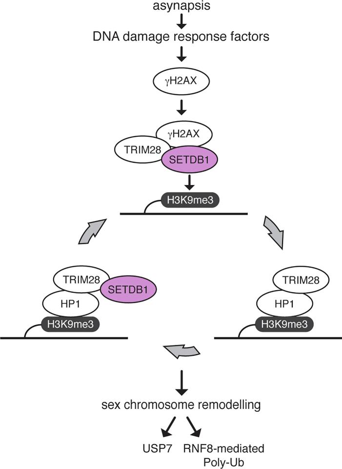 https://cdn.ncbi.nlm.nih.gov/pmc/blobs/a62a/6286383/5887836b2044/gr7.jpg