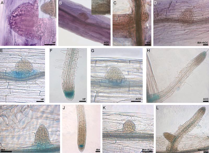 https://cdn.ncbi.nlm.nih.gov/pmc/blobs/a630/5181586/b99b6c041db5/exbotj_erw415_f0006.jpg