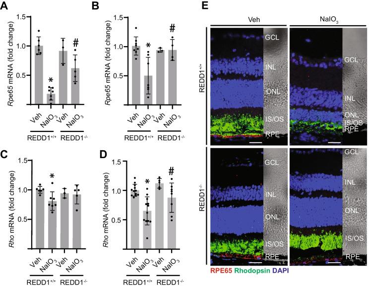 https://cdn.ncbi.nlm.nih.gov/pmc/blobs/a633/11979080/a1272c2c44fb/11357_2024_1362_Fig5_HTML.jpg