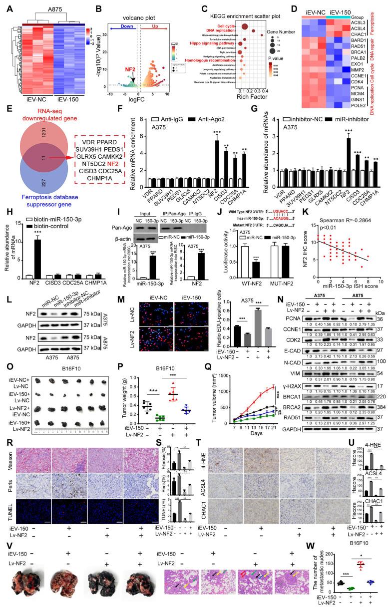 https://cdn.ncbi.nlm.nih.gov/pmc/blobs/a633/12374587/1d9179a6a76a/thnov15p8377g006.jpg
