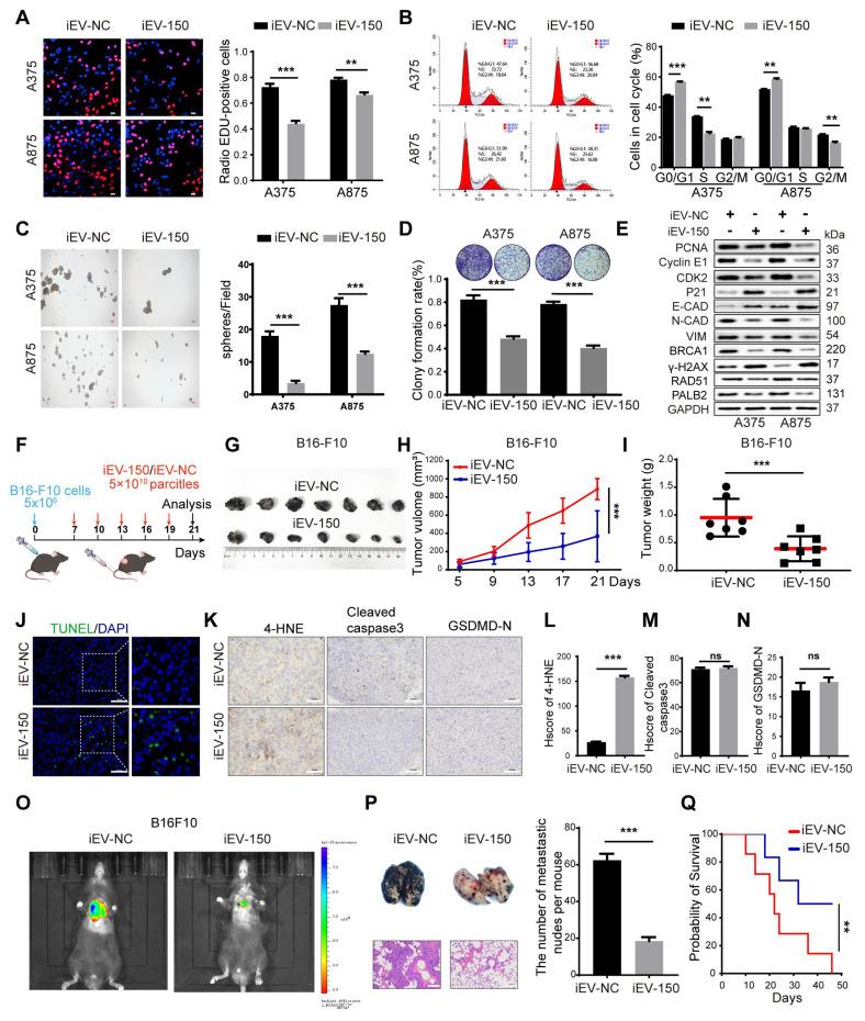 https://cdn.ncbi.nlm.nih.gov/pmc/blobs/a633/12374587/3d91f564361f/thnov15p8377g004.jpg