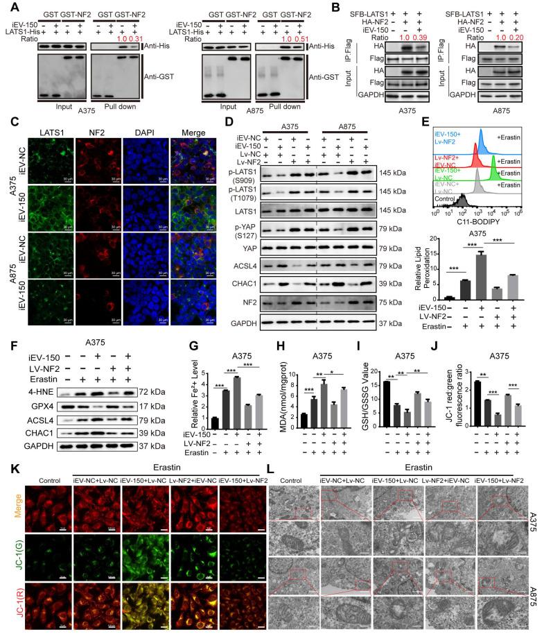 https://cdn.ncbi.nlm.nih.gov/pmc/blobs/a633/12374587/c4eaccef15c8/thnov15p8377g007.jpg