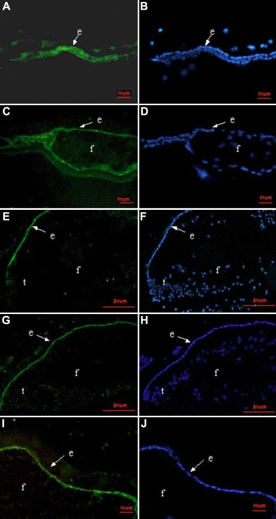 https://cdn.ncbi.nlm.nih.gov/pmc/blobs/a633/2834568/b9c020107688/mv-v16-341-f7.jpg